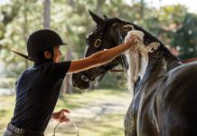 Bathing a Horse - Grooming Makeover