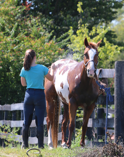 Bathing a Horse in a field