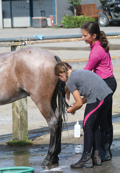 Washing the tail