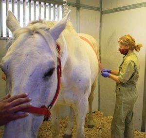 After Horse Colic Surgery