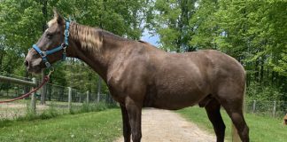 My Right Horse Adoptable Horse of the Week - Big Jake