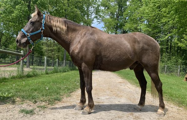 My Right Horse Adoptable Horse of the Week - Big Jake