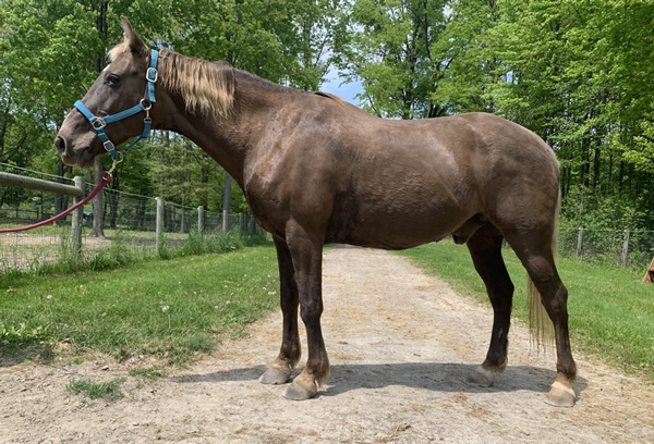 My Right Horse Adoptable Horse of the Week: Big Jake — June 14, 2021