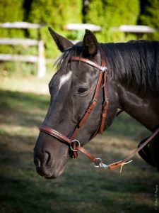 Ask the Vet: Dental Care and Bitless Bridles