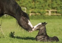Black mare and foal - Dealing with a difficult horse