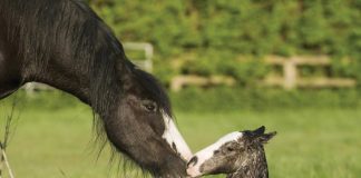 Black mare and foal - Dealing with a difficult horse
