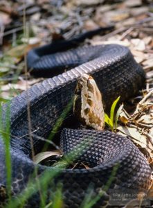 How to Prevent Snakes Around Your Horse Barn
