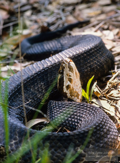 Snake, don't step on the critter's back