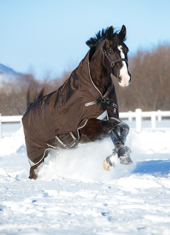 Horse Blanket Fit
