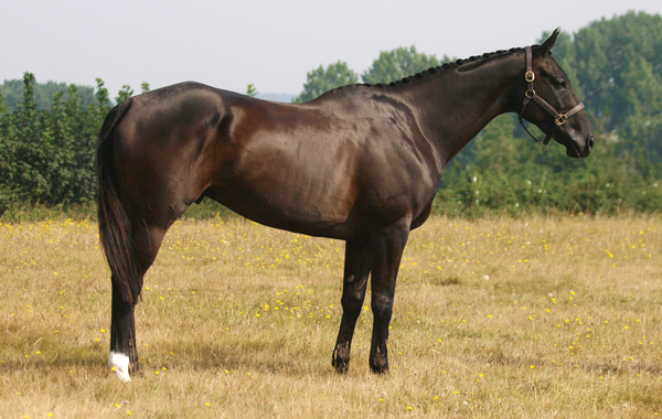 Horse with High Withers