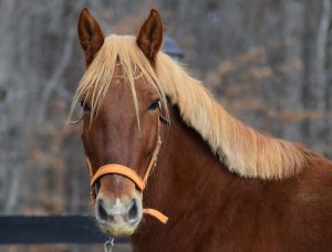 Mustang Adoption - Sisters Horsing Around