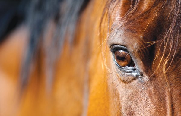 Could how a horse blinks show stress?