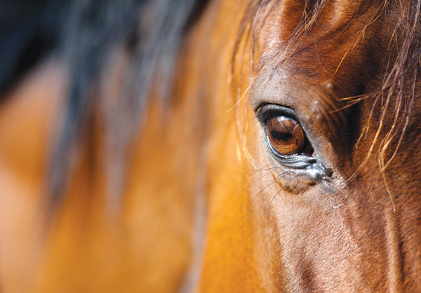 Could how a horse blinks show stress?