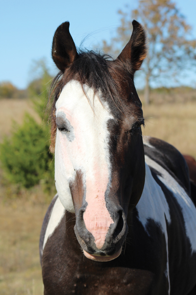 Sleepy Horse