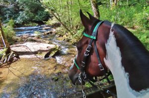 Your Trail Horse Threw You Off…Now What?