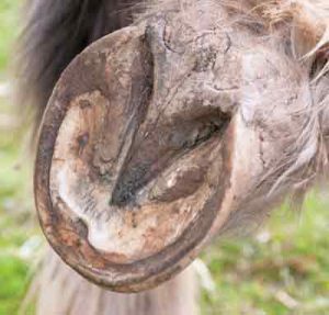 Bottom of Hoof