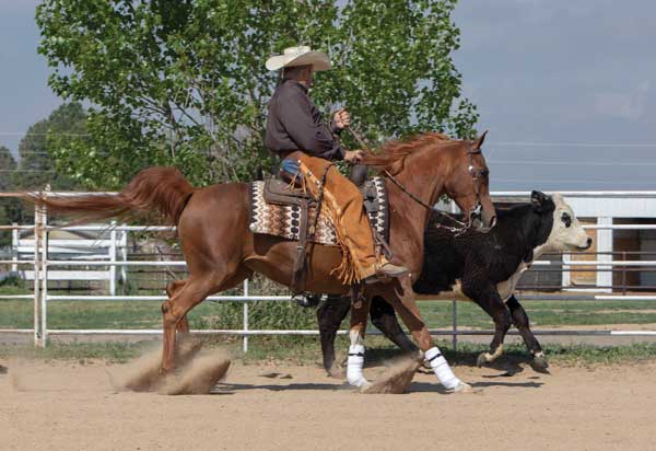 Limited classes in Reined Cow Horse events