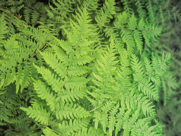 Bracken Fern - What Plants are Topic to Horses?