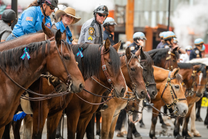 BraveHearts Therapeutic Riding Center Honors Military Heroes with Veterans Day Events