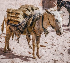 Brooke USA - Donkey in India