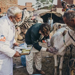 Veterinarian in Pakistan