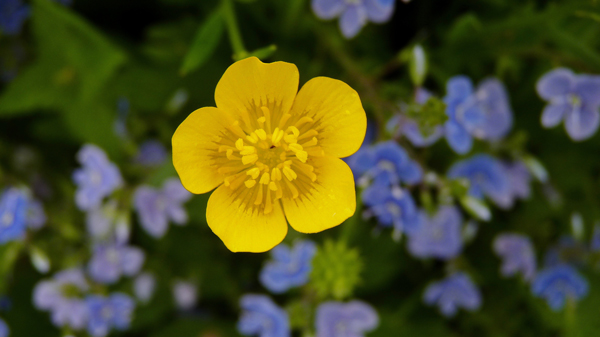 Buttercup