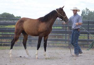 Calm equine in round pen