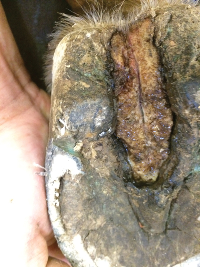 Hoof conditions - canker