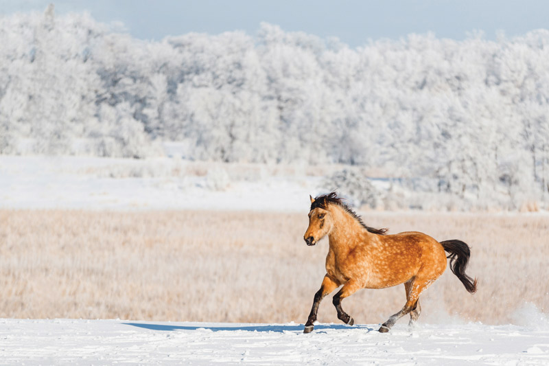 Morgan horse in the snow
