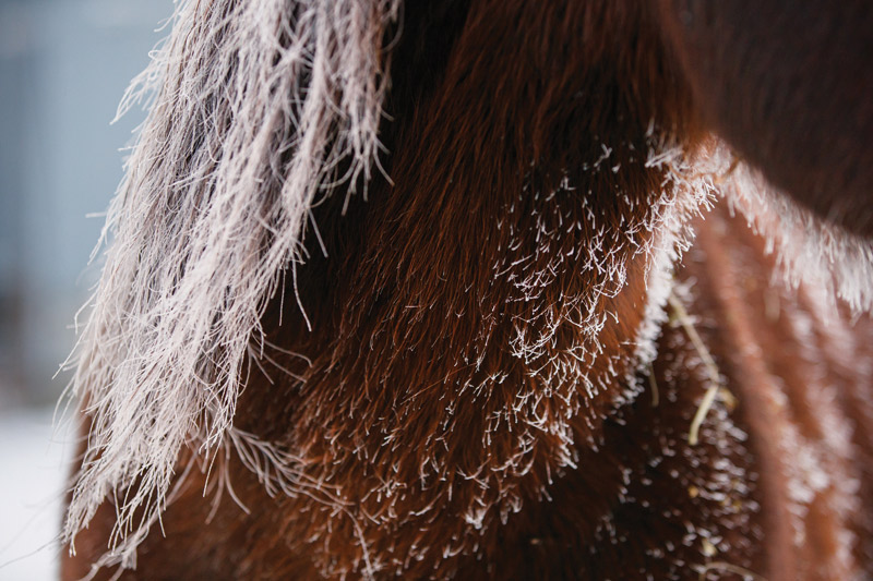 Frost on Horse Coat