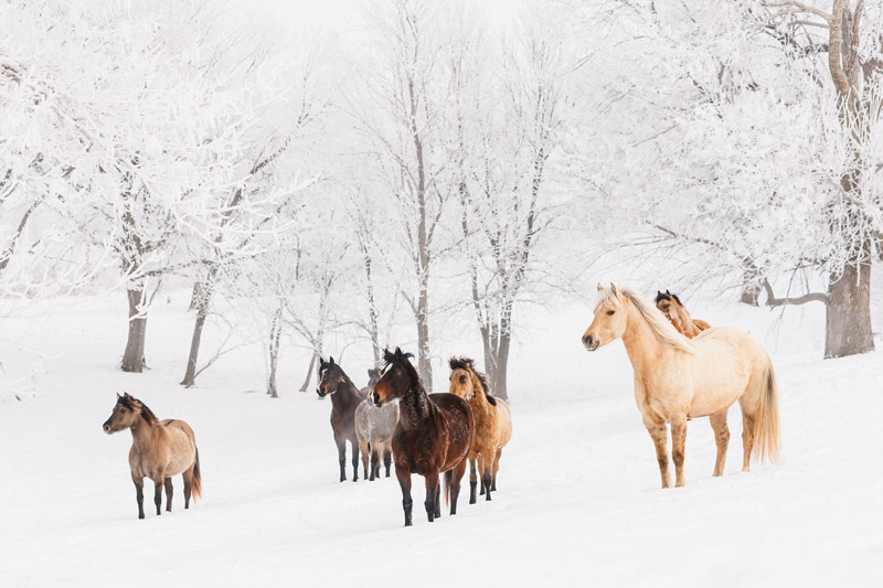 Morgan Horses in the Snow