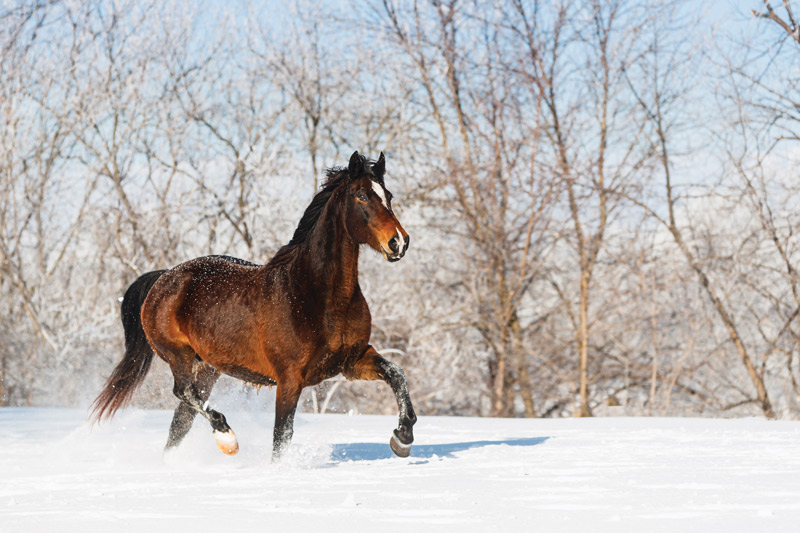 Morgan horse in the snow