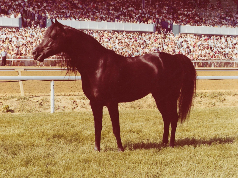 Cass Olé, aka The Black Stallion