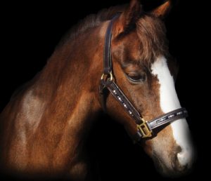 Equestrian Style: High-End Halters