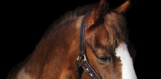 Cavallo Designs Halter