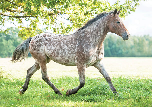 Appaloosa