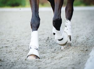 Horse Legs