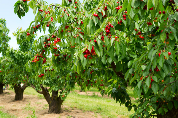 A grove of cherry trees, which are toxic to horses