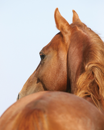 equine rectal exam