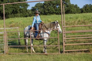 Horse and gate.