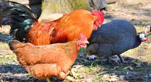 Natural Insect Repellents for Horses - Chicken and Guinea Fowl