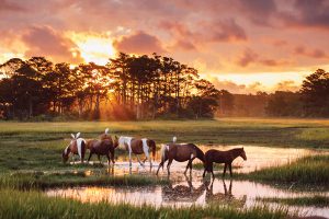 The Wild Ponies of Chincoteague and Assateague Islands
