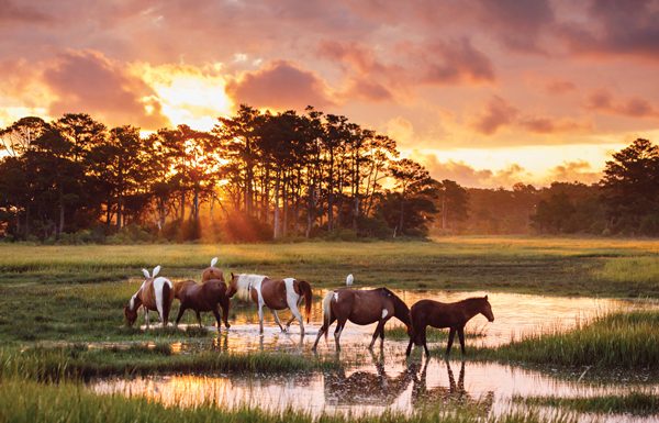 chincoteague island ponies