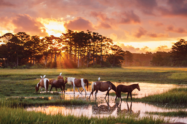 Chincoteague Island Ponies