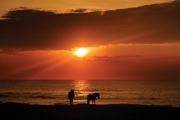 Assateague Island Ponies