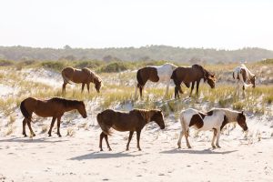 Chincoteague Island Ponies