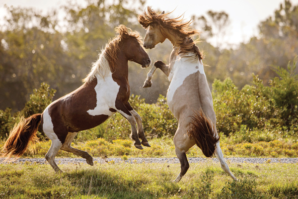 Chincoteague Island Ponies