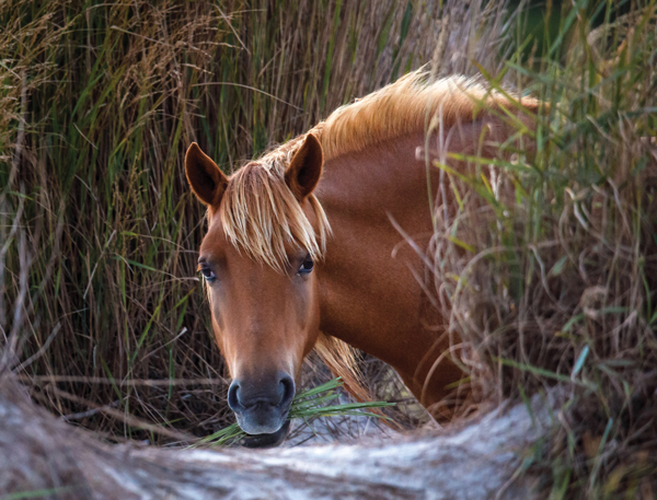 Chincoteague Island Ponies