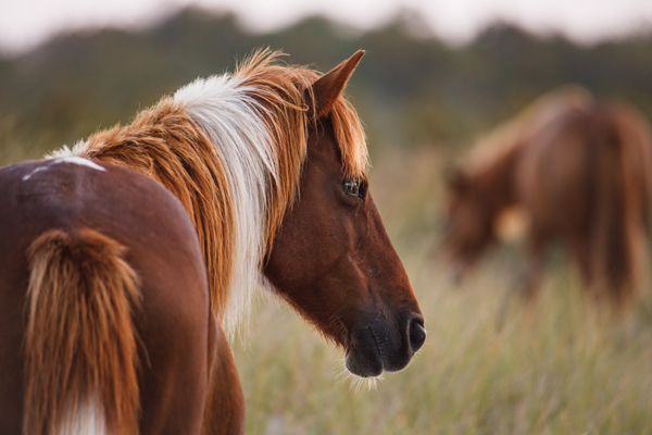 Chincoteague Island Ponies