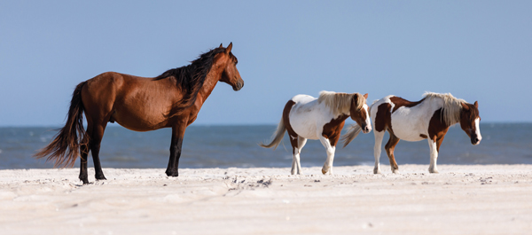 Assateague Island Ponies